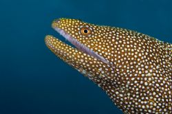 White mouth eel portrait by Andy Lerner 